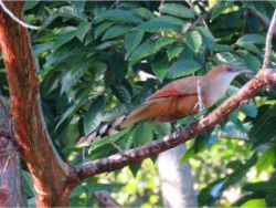 Great Lizard-Cuckoo